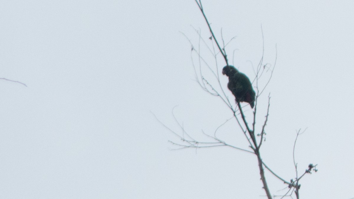 Loro Choclero - ML644361734