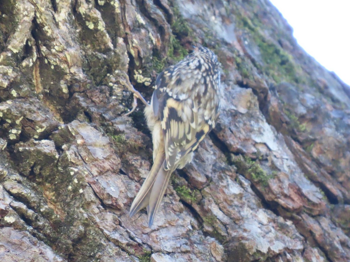 Brown Creeper - ML644361738