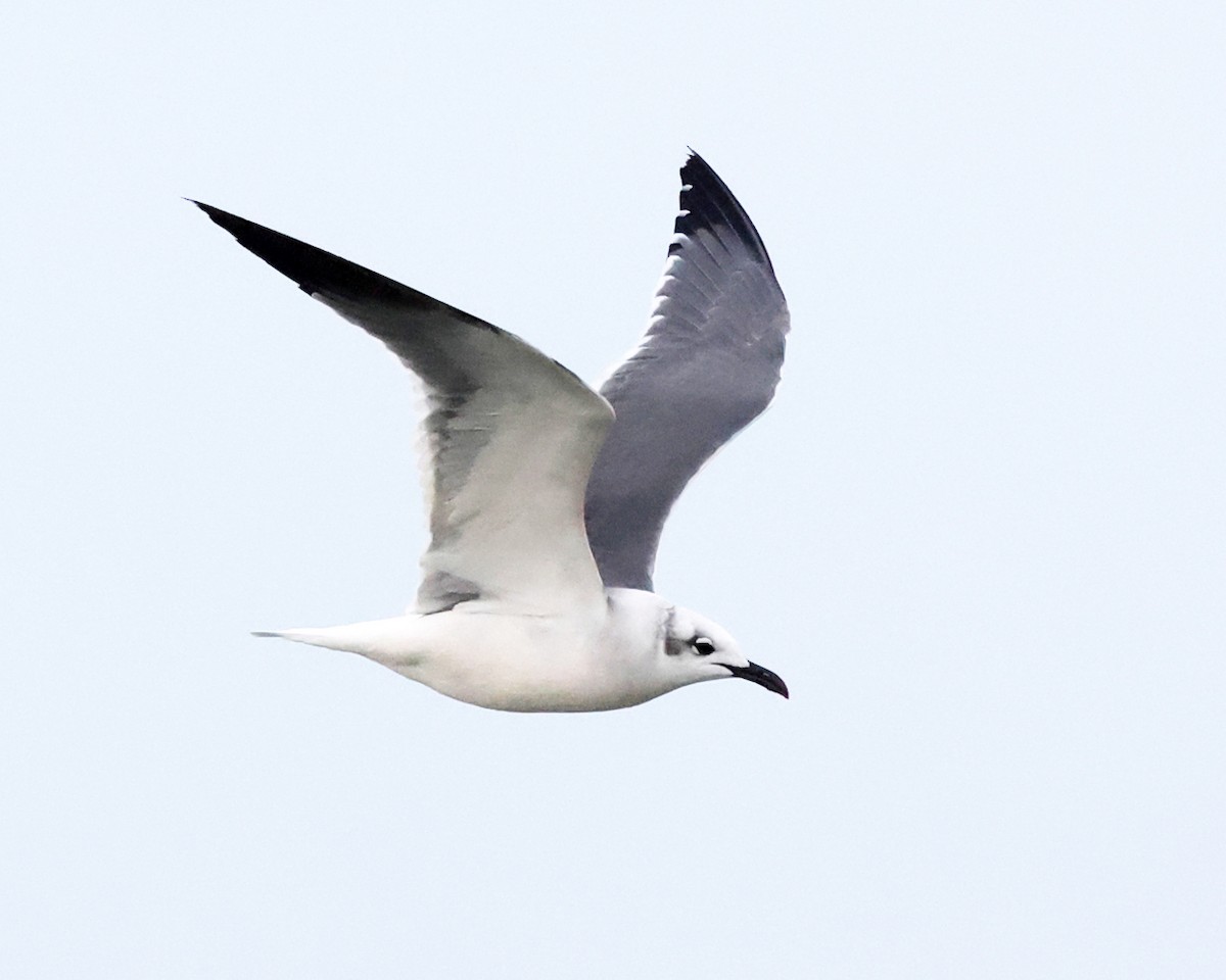 ワライカモメ - ML644361755