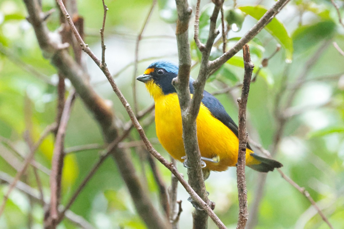 Puerto Rican Euphonia - ML644361765
