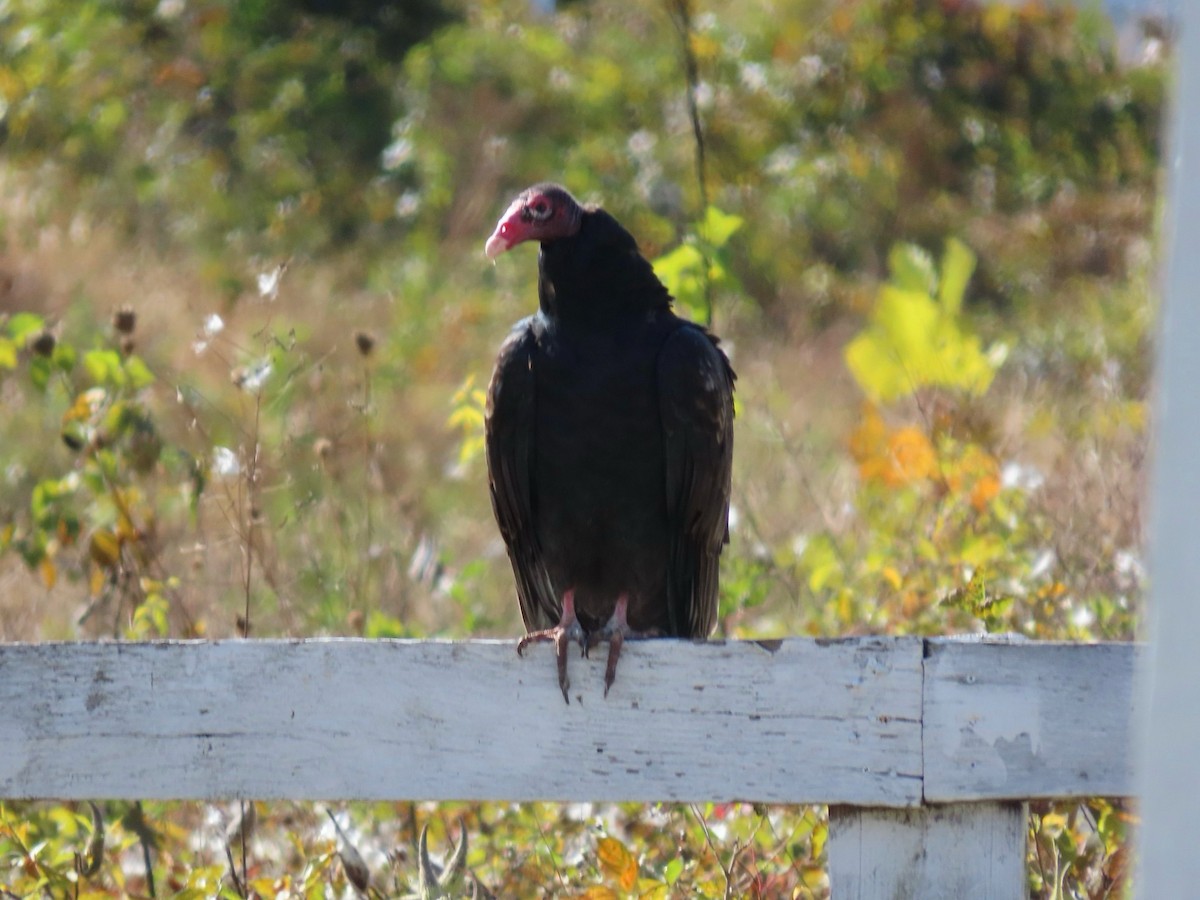 Turkey Vulture - ML644361766