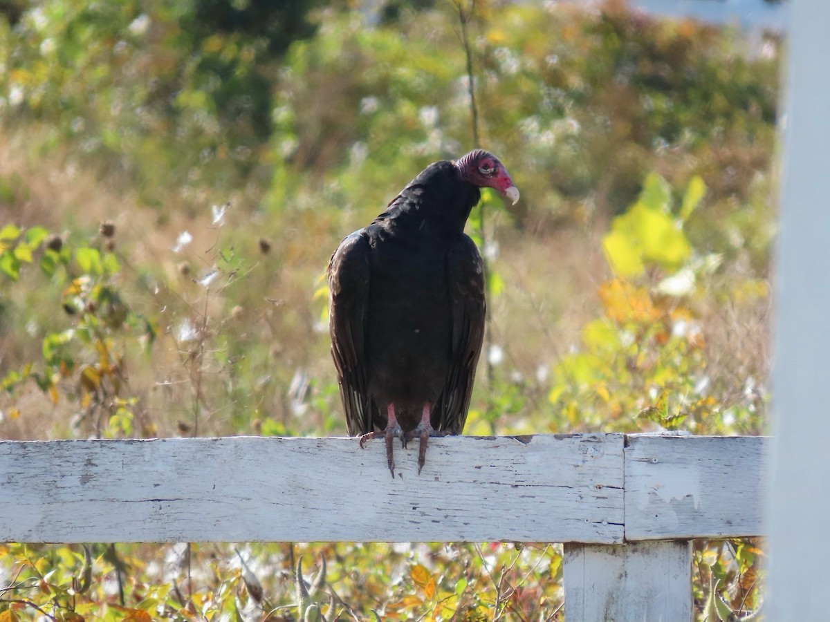 Turkey Vulture - ML644361767