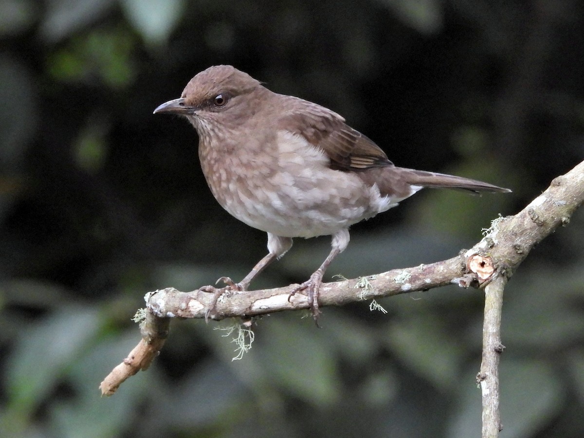 Black-billed Thrush - ML644361768