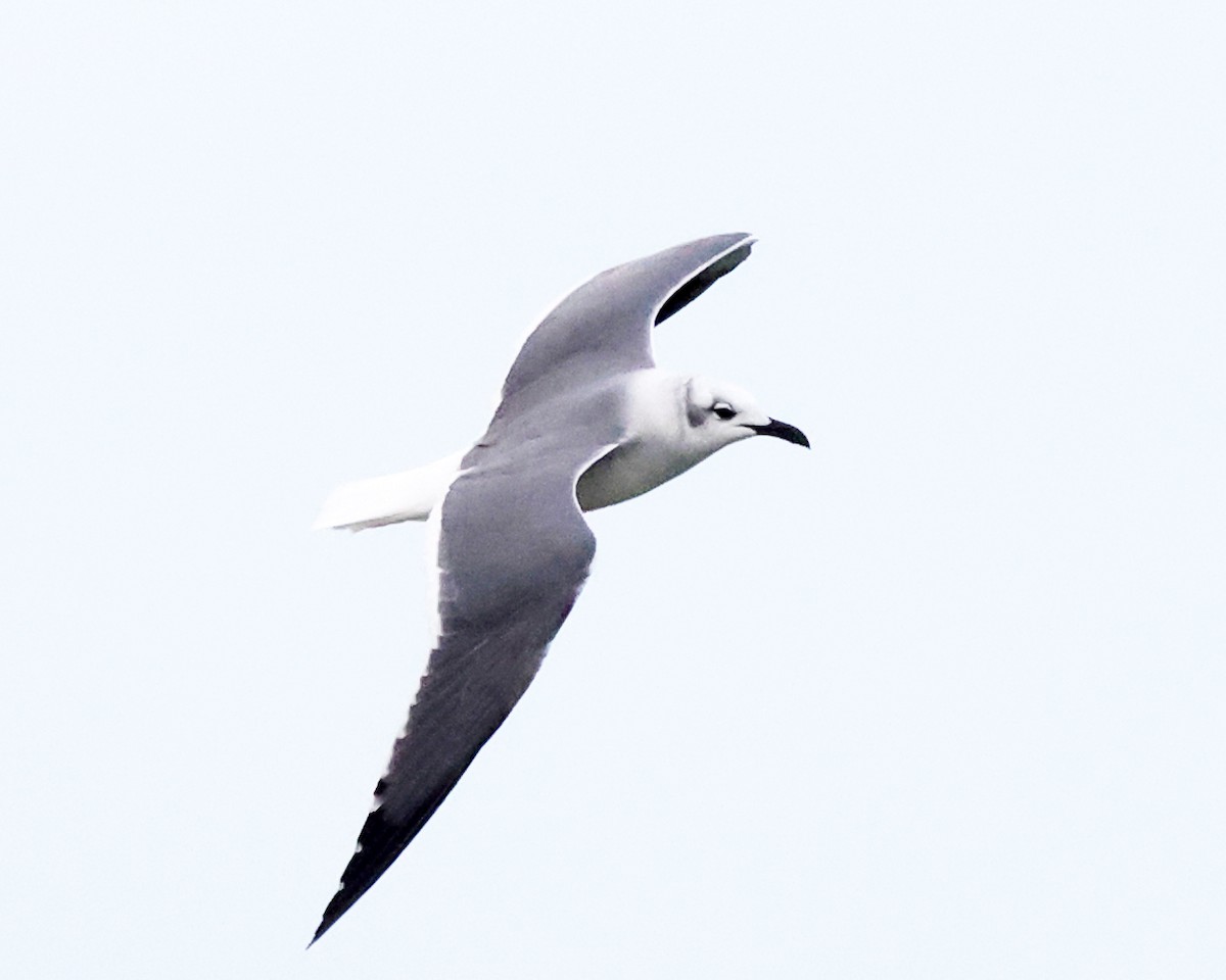 ワライカモメ - ML644361769