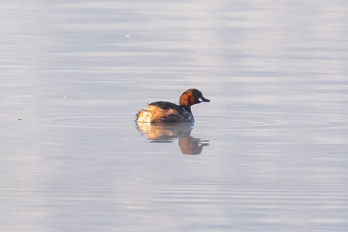 Little Grebe - ML644361771
