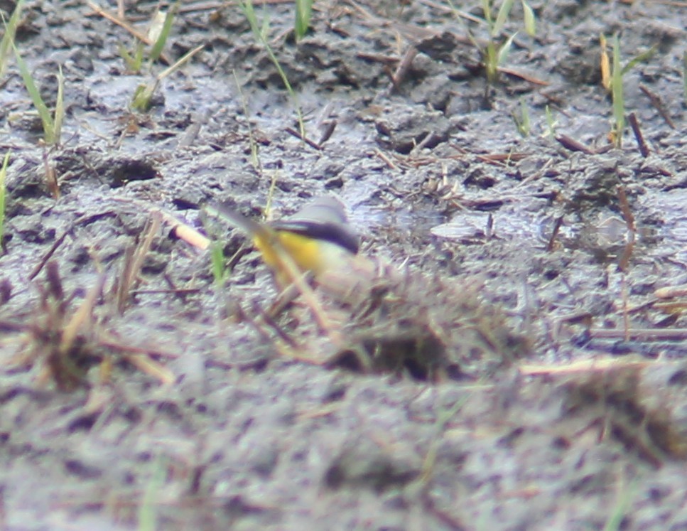 Ballerina gialla - ML644361774