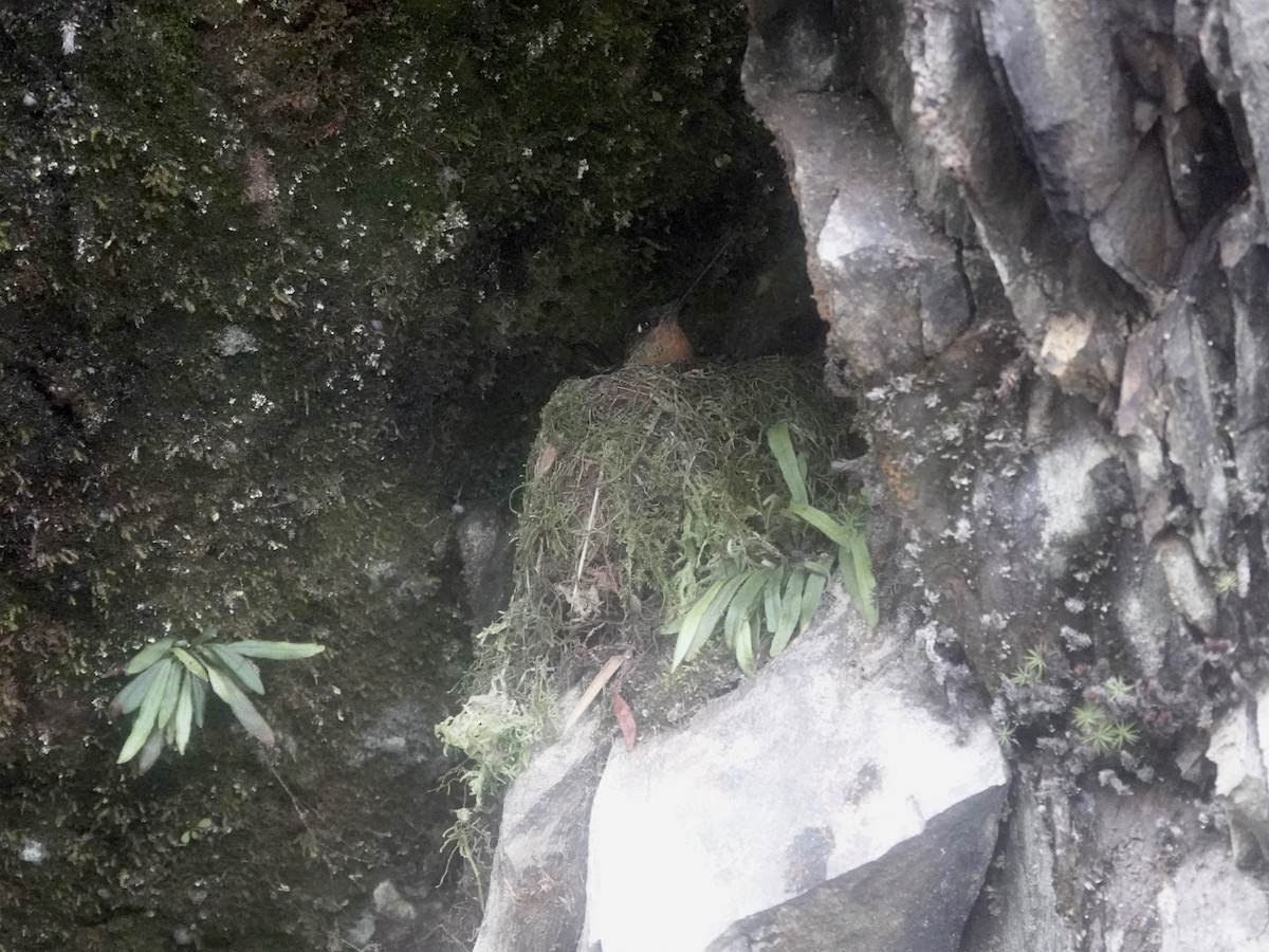 Gould's Inca - ML644361777