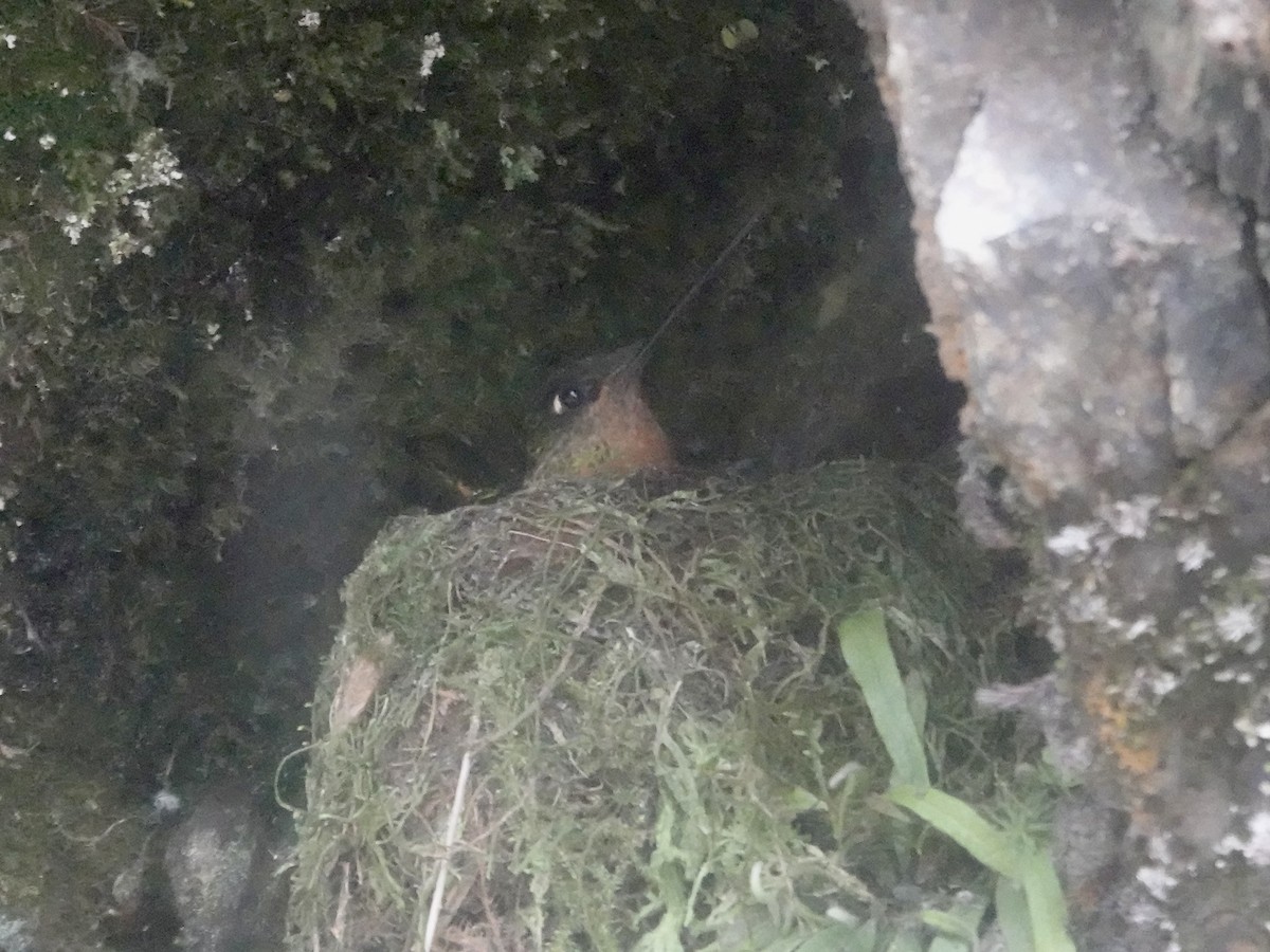 Gould's Inca - ML644361778