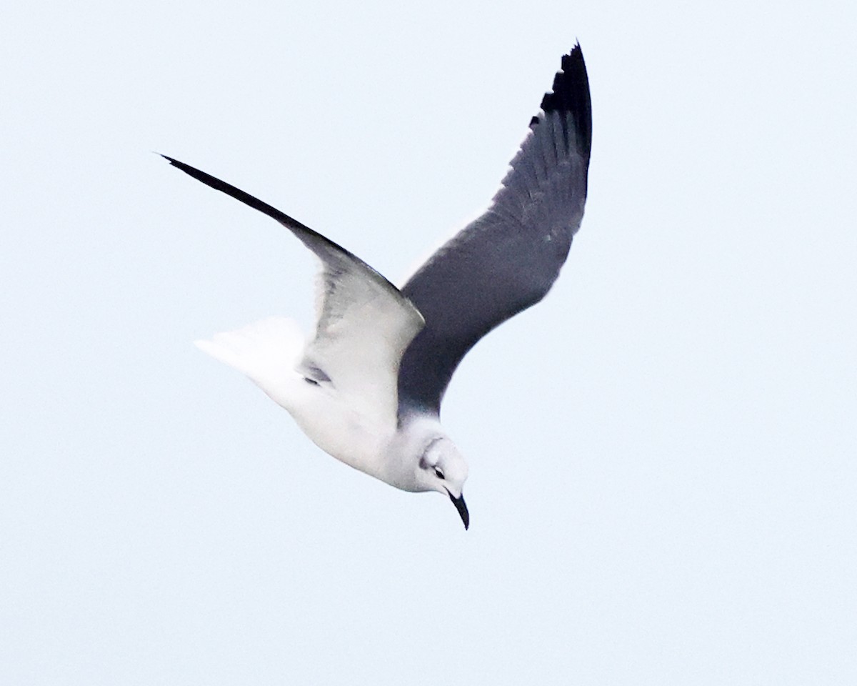 ワライカモメ - ML644361779