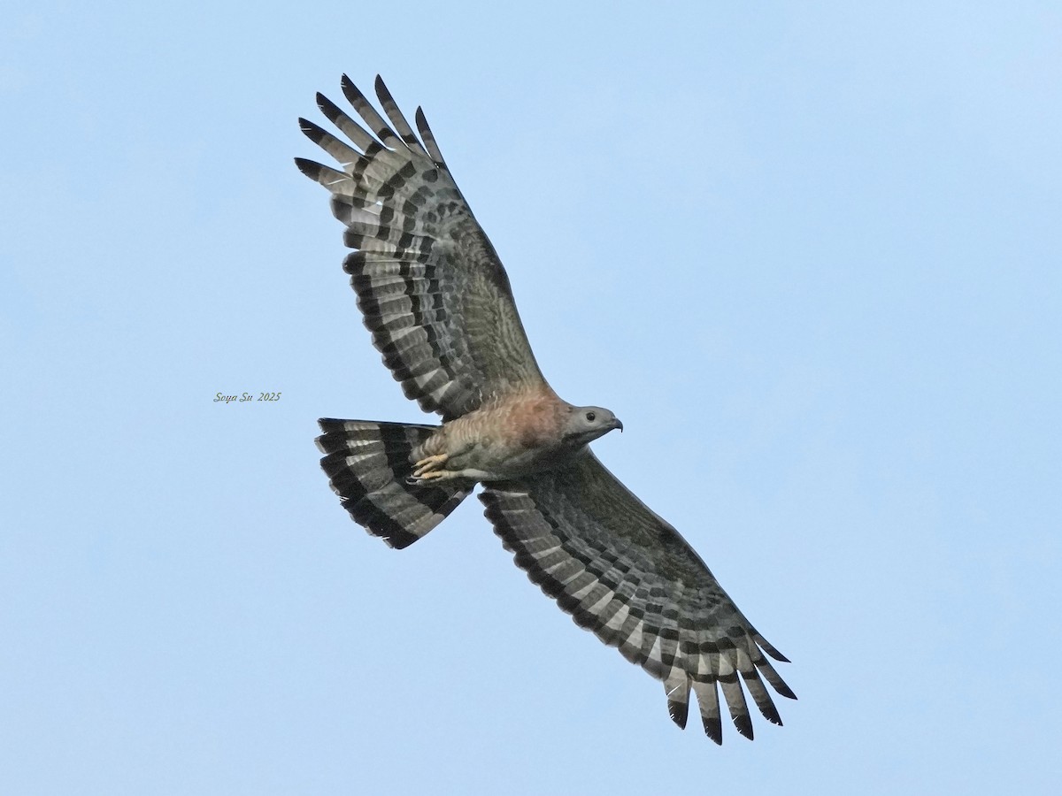 Oriental Honey-buzzard - ML644361782