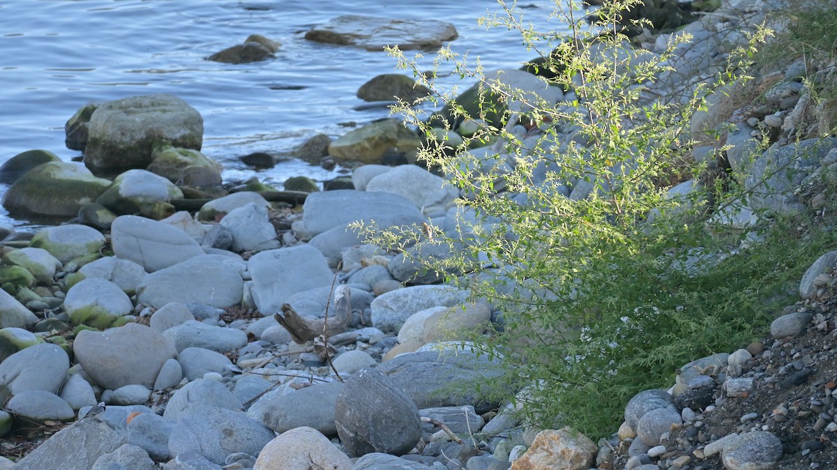 Verzellino - ML644361786