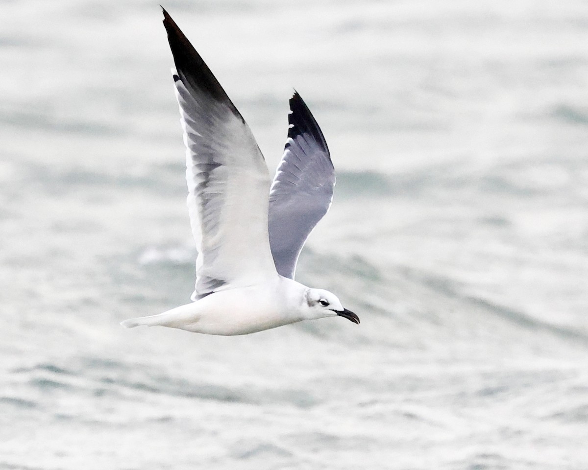 ワライカモメ - ML644361787