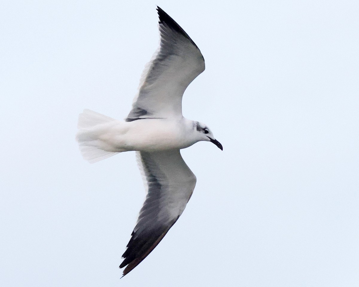 ワライカモメ - ML644361796