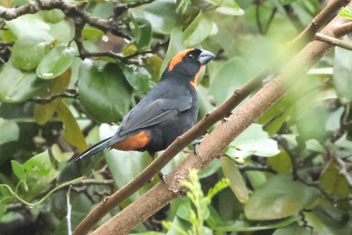 Puerto Rican Bullfinch - ML644361821