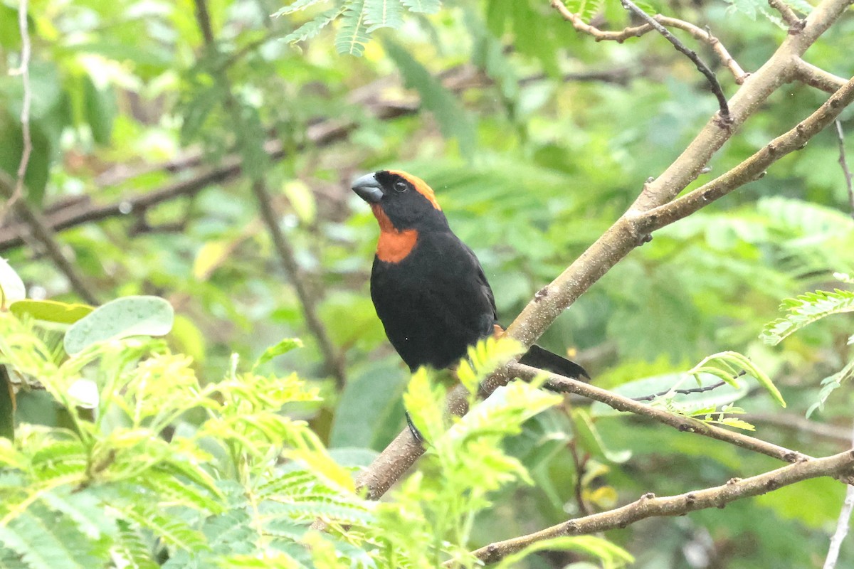 Puerto Rican Bullfinch - ML644361822
