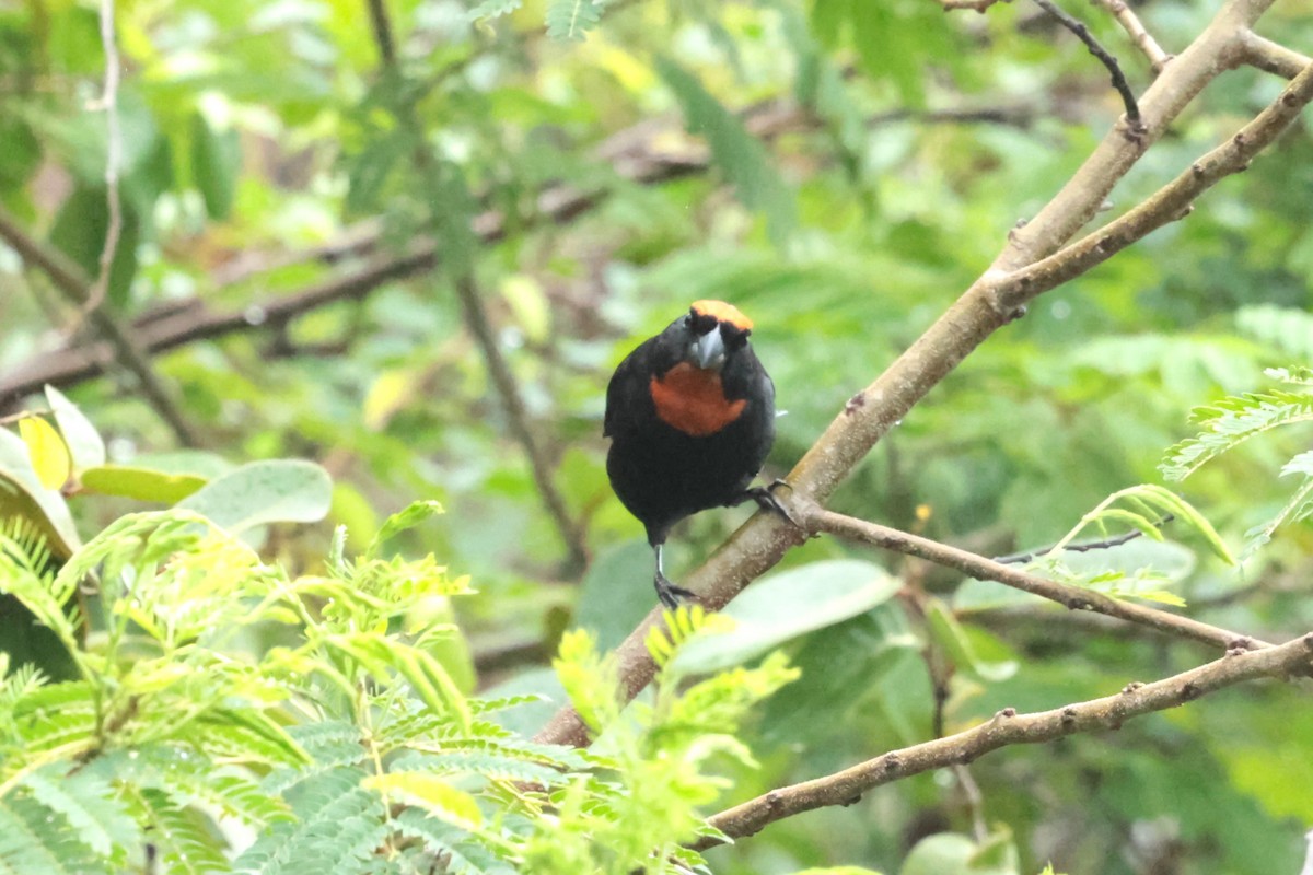 Puerto Rican Bullfinch - ML644361823