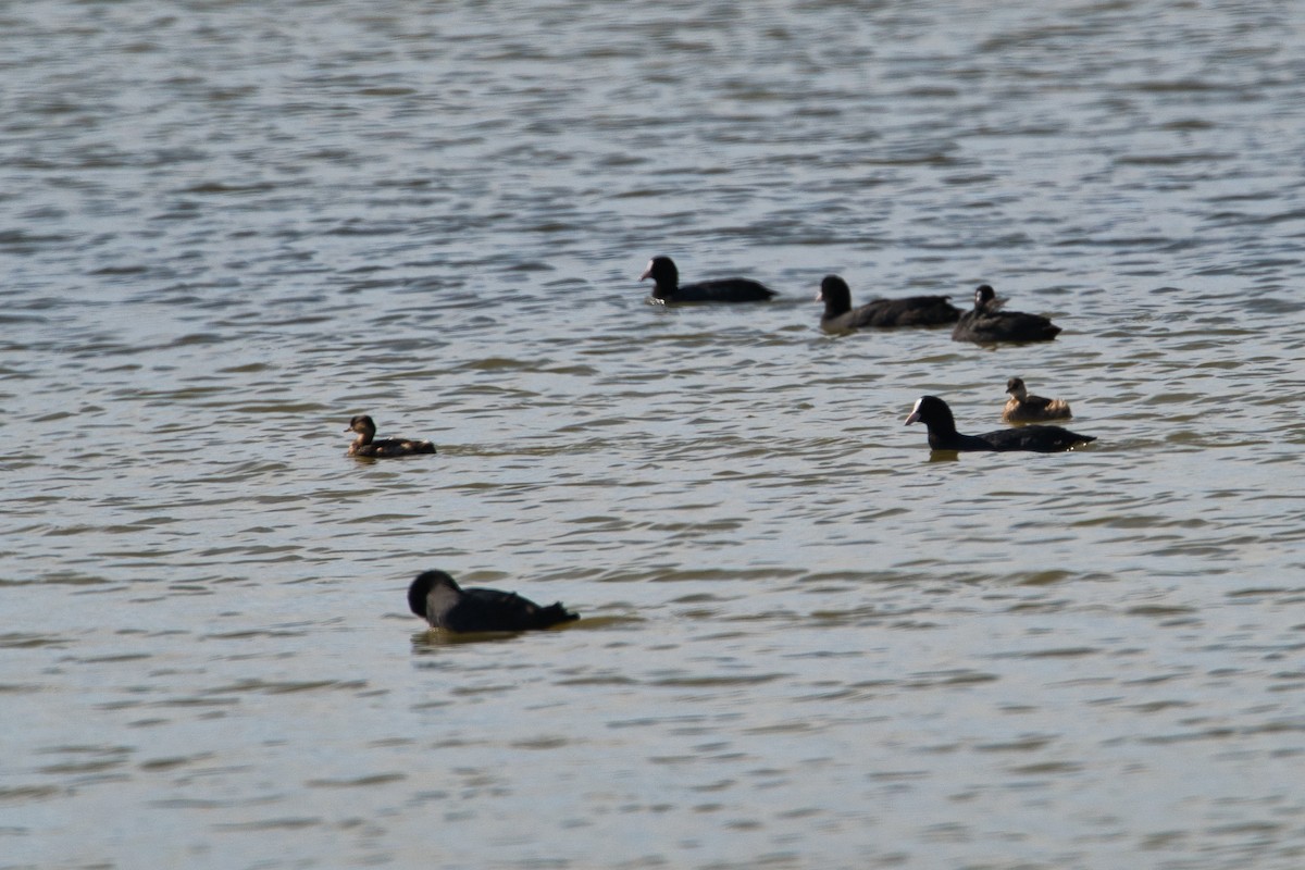 Little Grebe - ML644361827