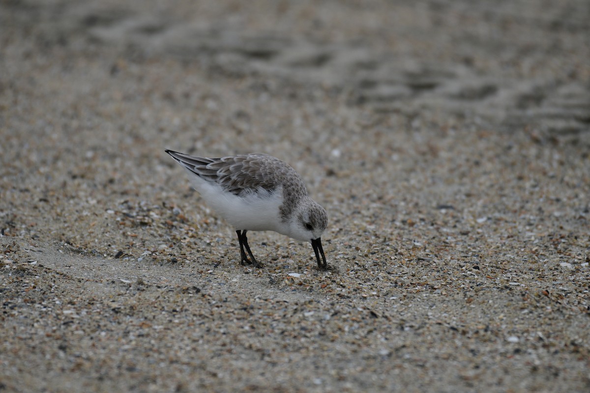 Sanderling - ML644361837
