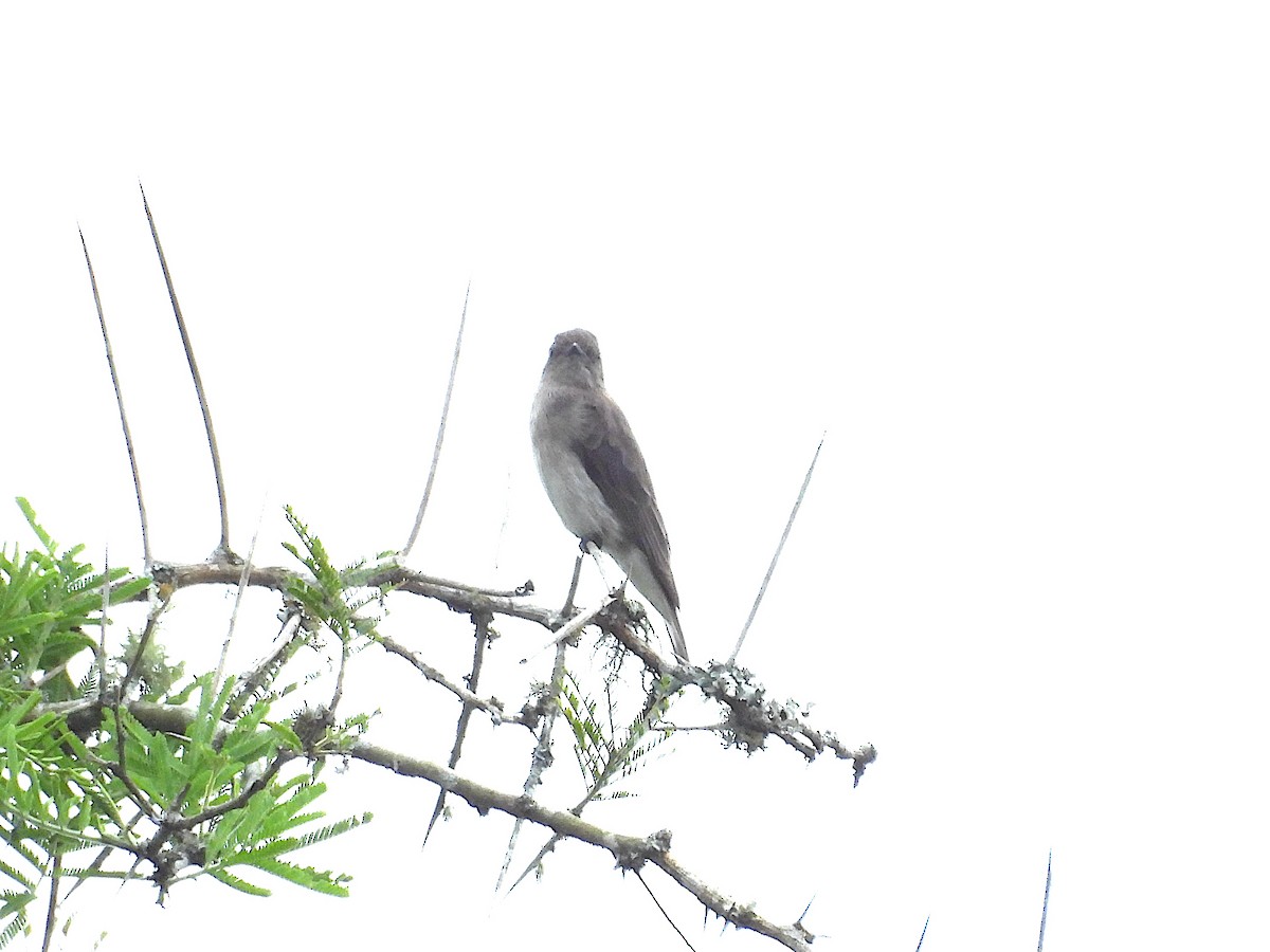 ヒメミツオシエ - ML644361843