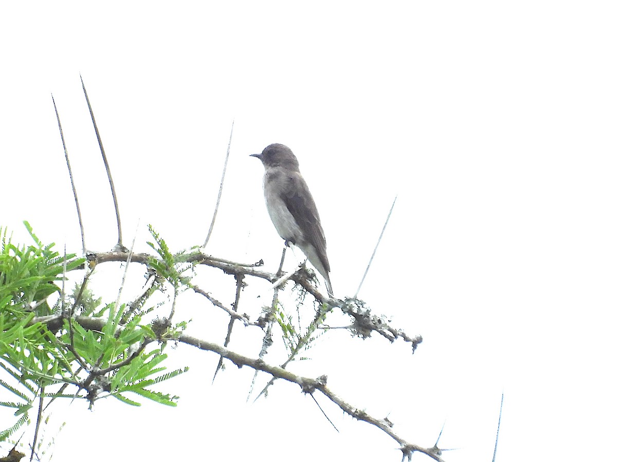 ヒメミツオシエ - ML644361844