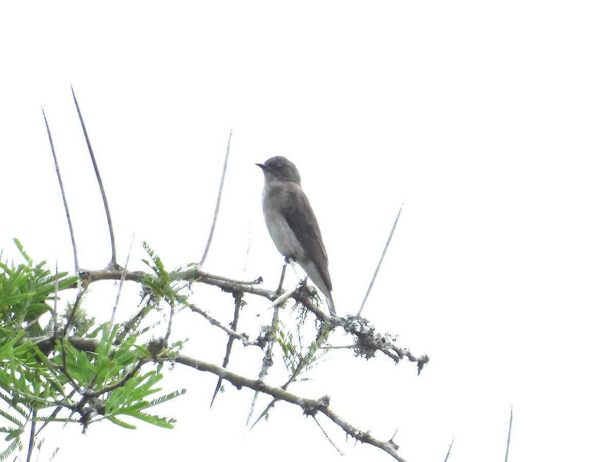 ヒメミツオシエ - ML644361845