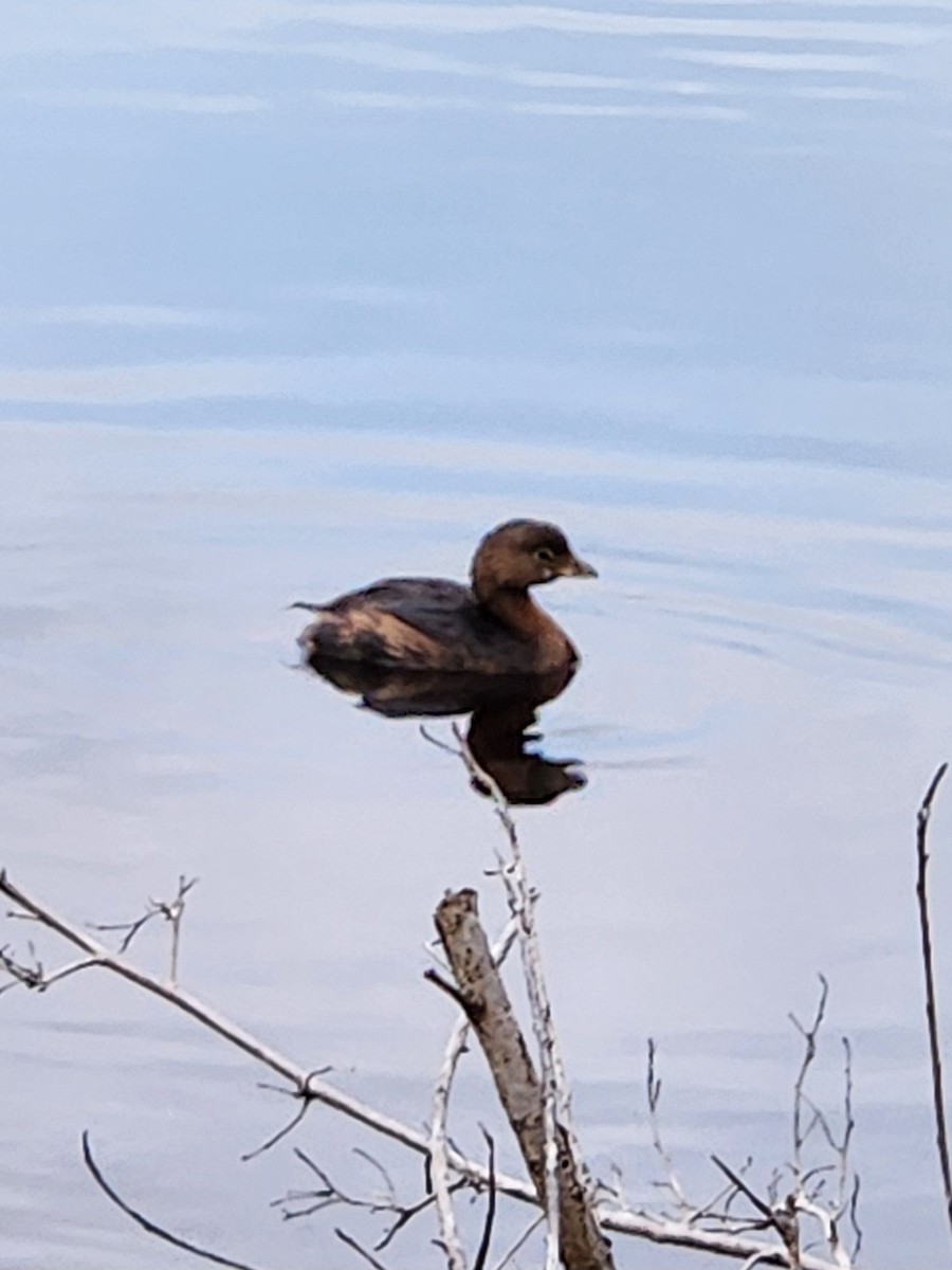 Txilinporta mokolodia - ML644361857