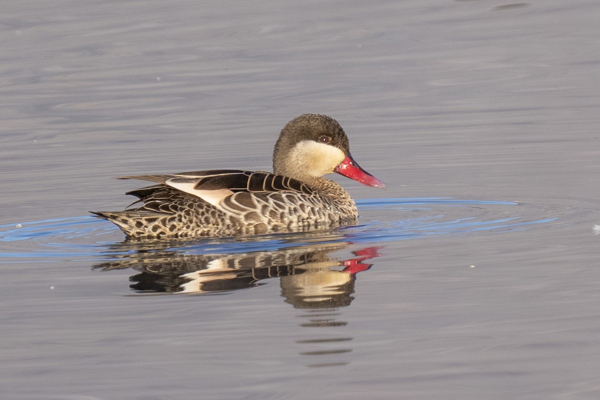 Red-billed Duck - ML644361859