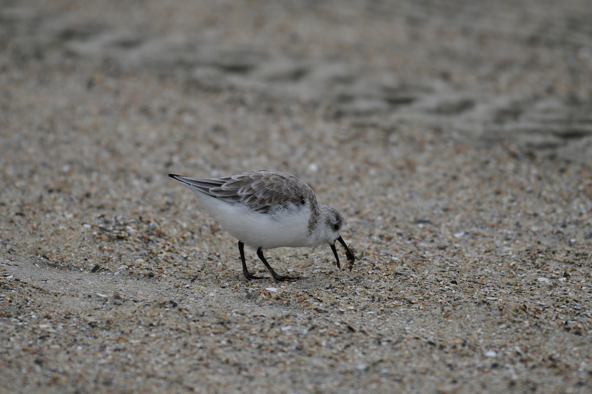 Sanderling - ML644361860