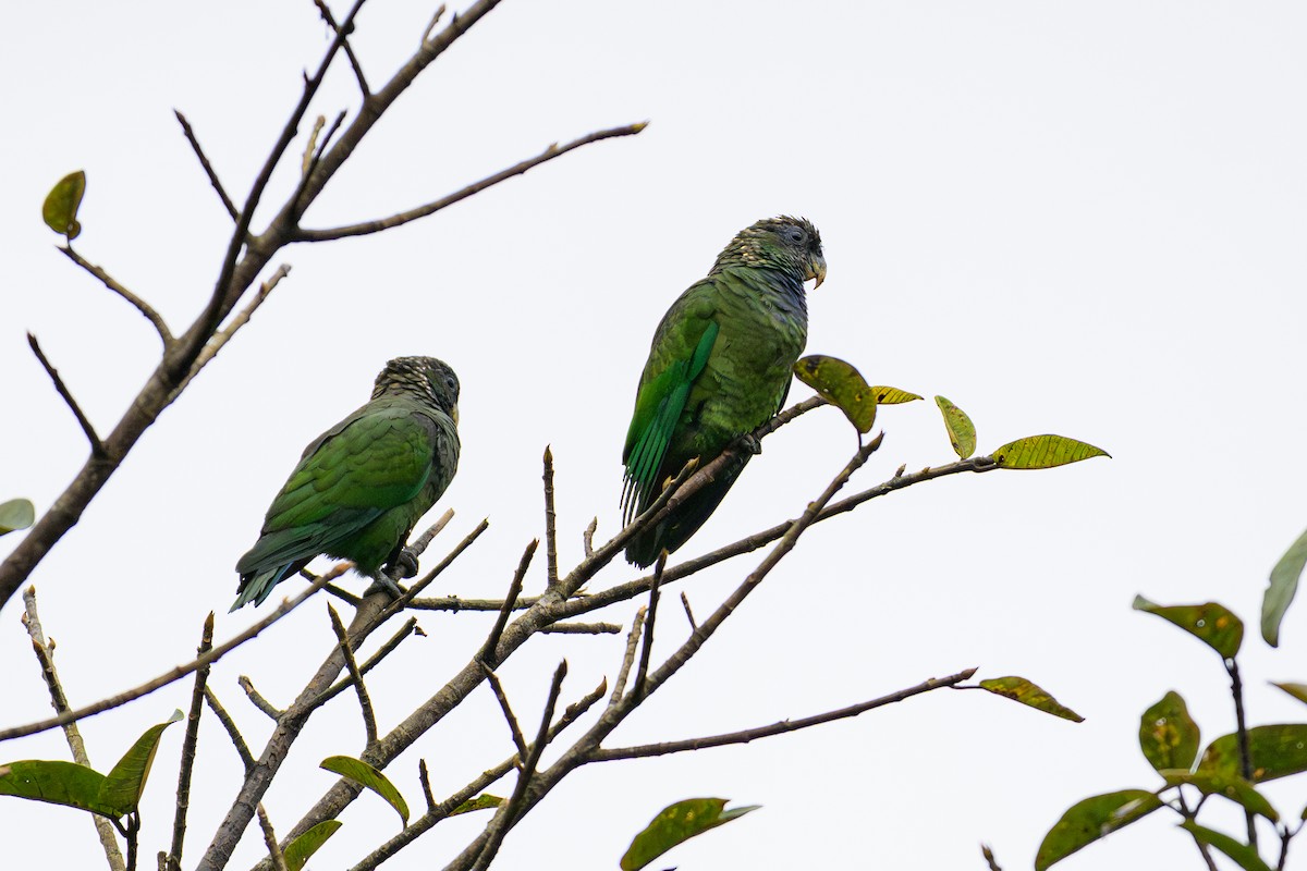 Loro Choclero - ML644361870