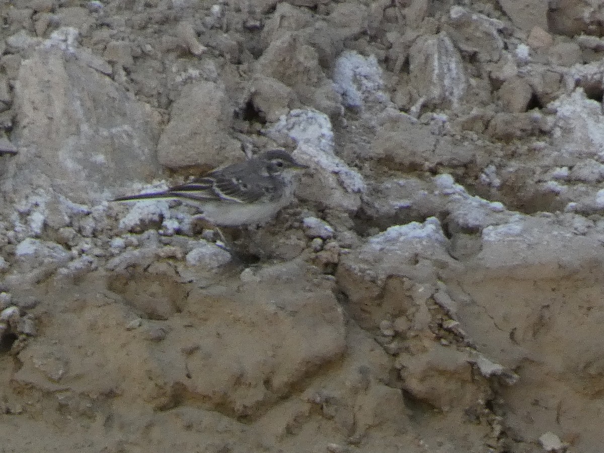 gulerle - ML644361877