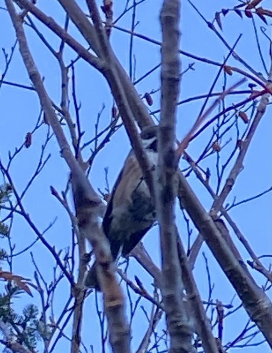 Mésange à tête brune - ML644361889