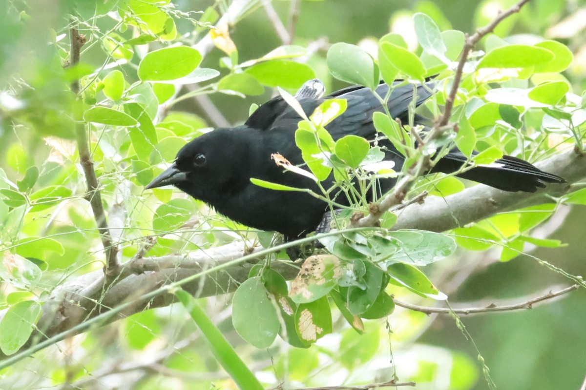 Yellow-shouldered Blackbird - ML644361890