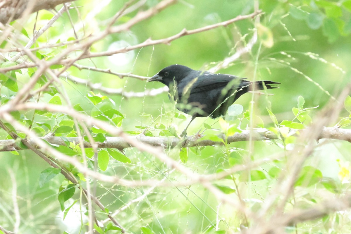 Yellow-shouldered Blackbird - ML644361891