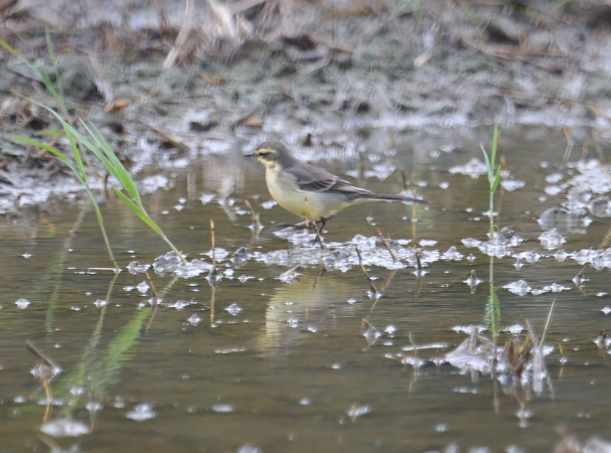 Eastern Yellow Wagtail - ML644361898