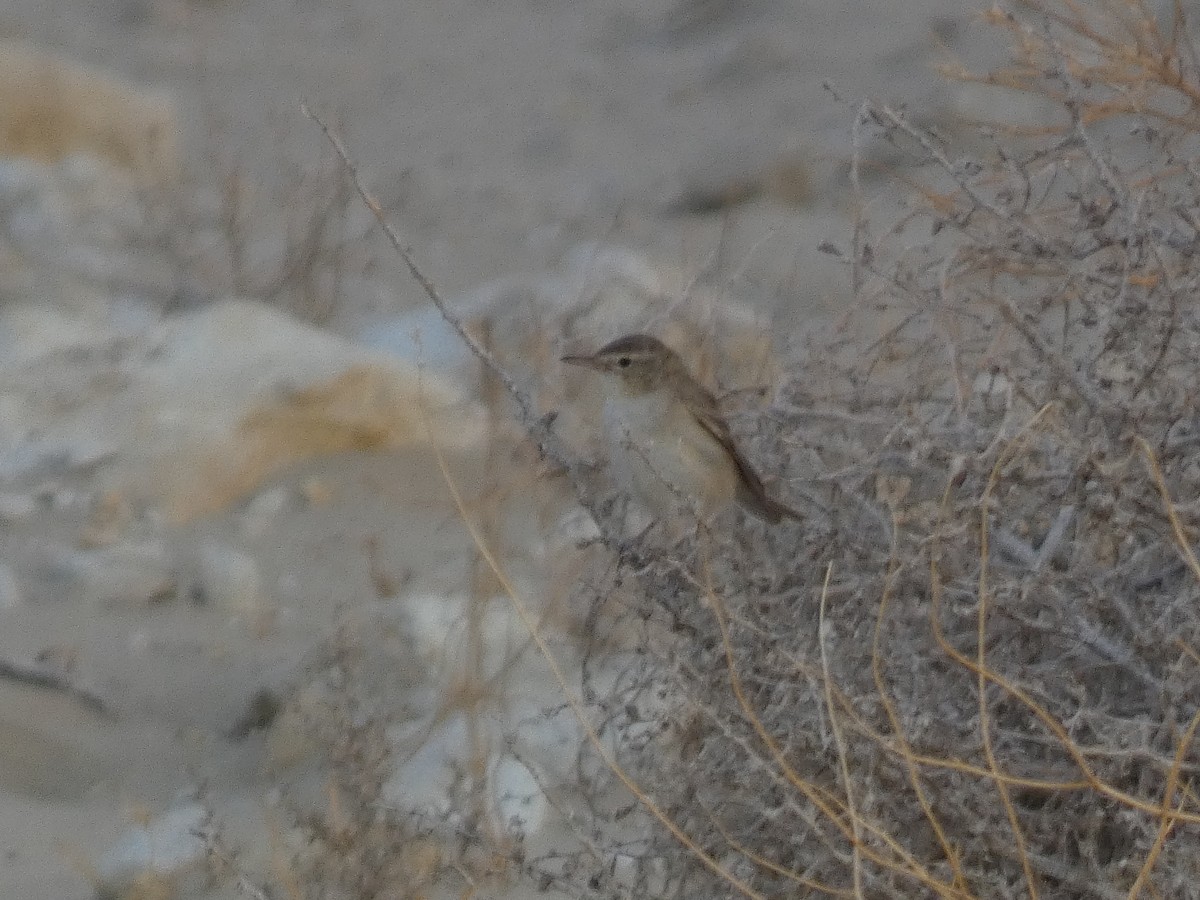 Eastern Olivaceous Warbler - ML644361899