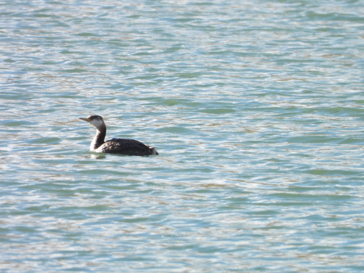 Red-necked Grebe - ML644361900