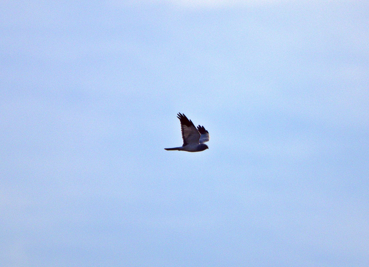 Hen Harrier - ML644361904