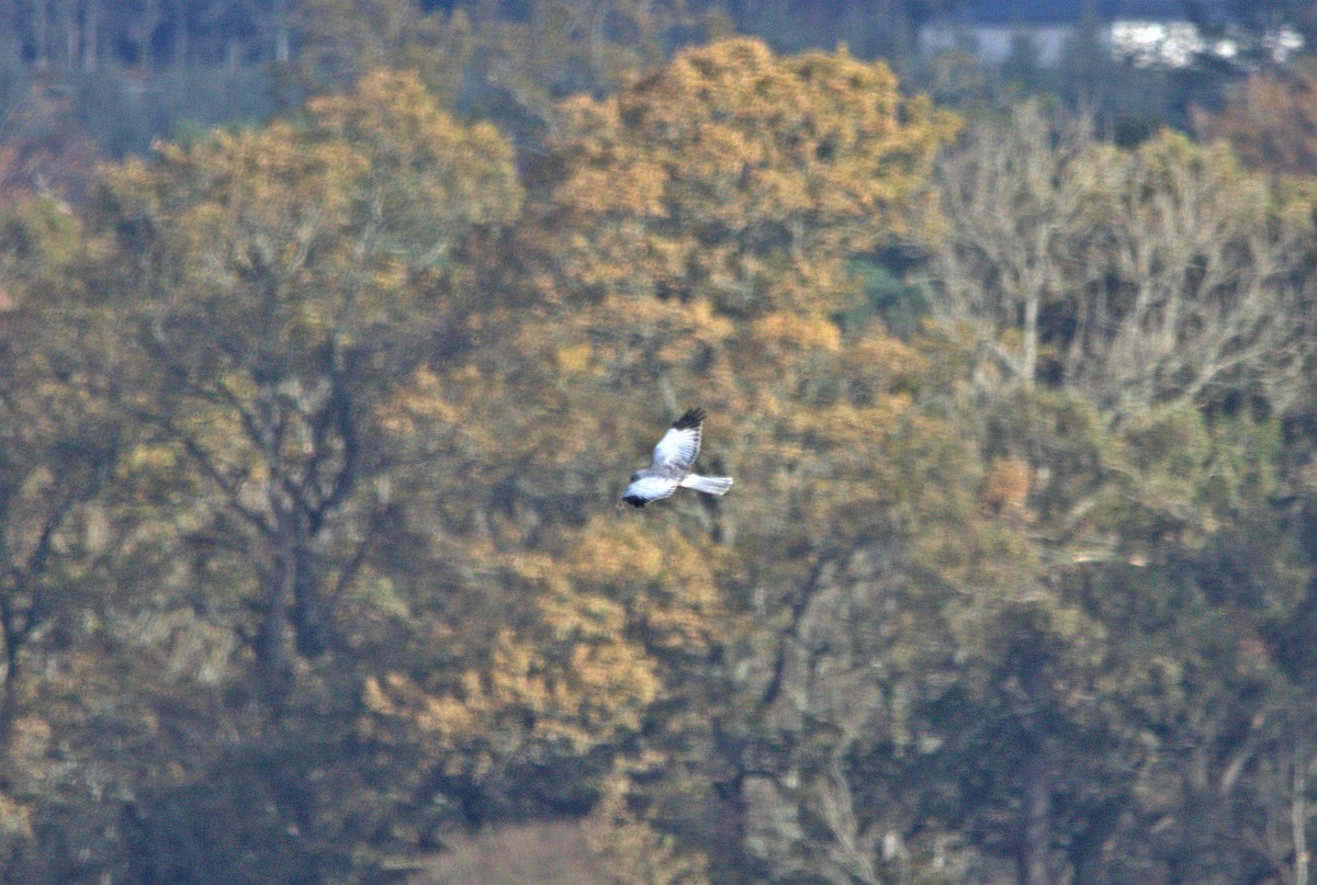 Hen Harrier - ML644361905