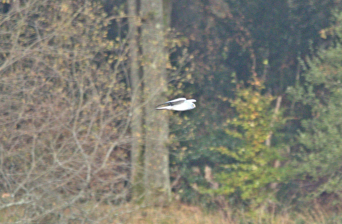 Hen Harrier - ML644361906