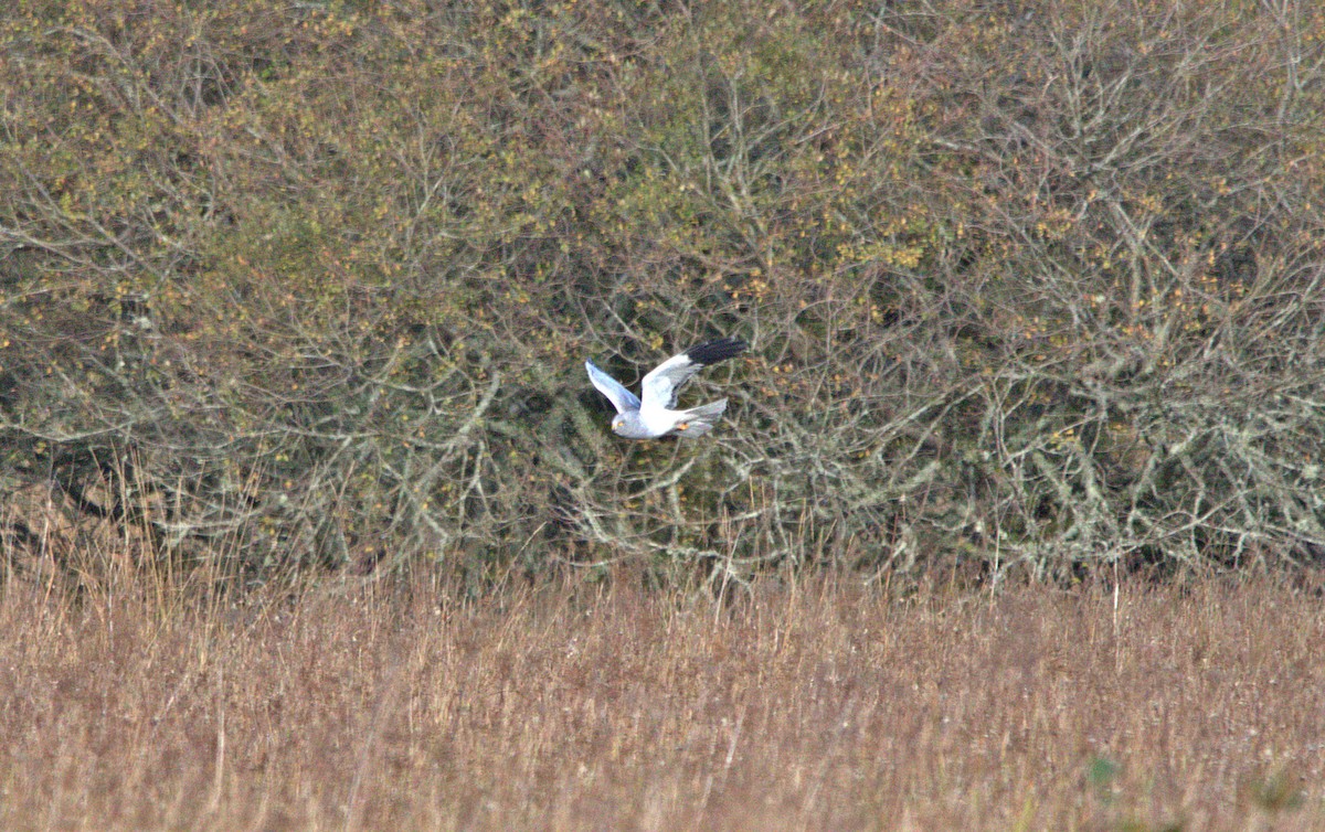 Hen Harrier - ML644361907