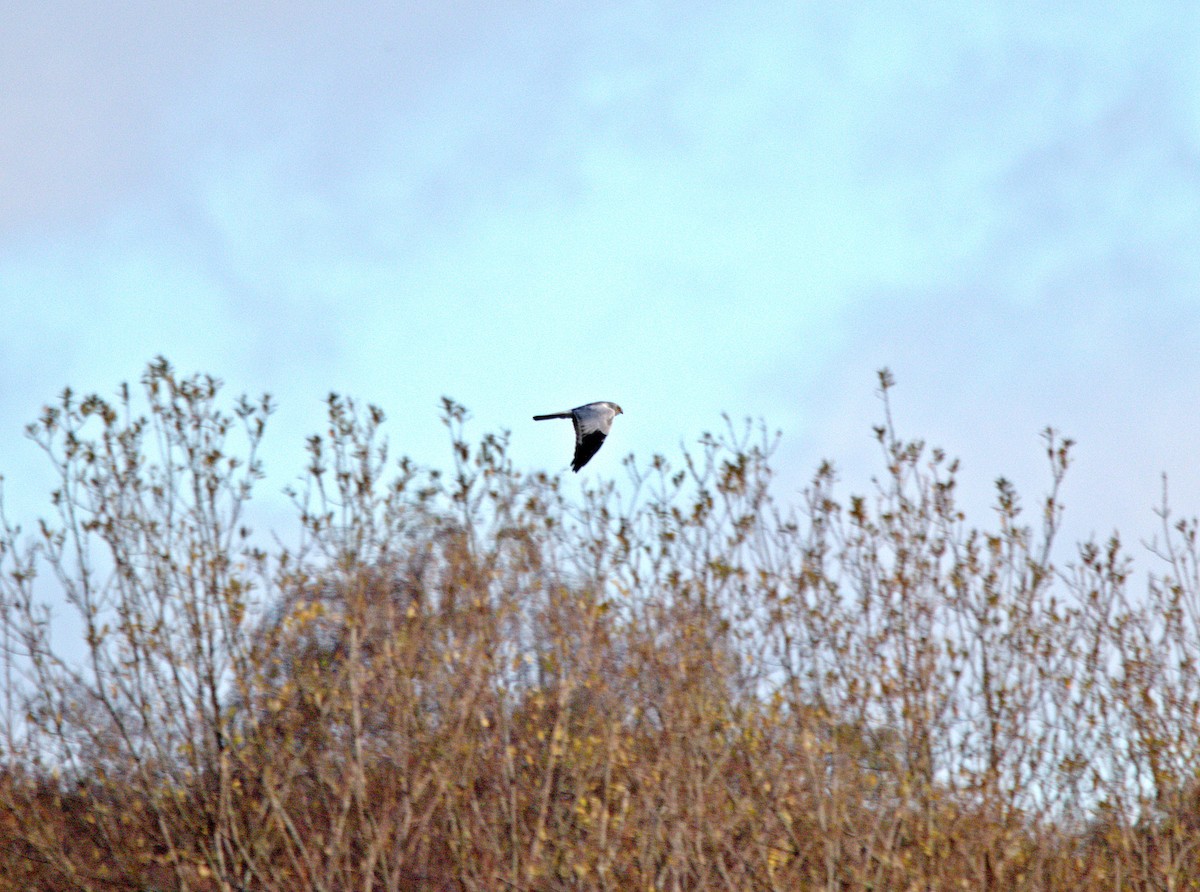 Hen Harrier - ML644361908