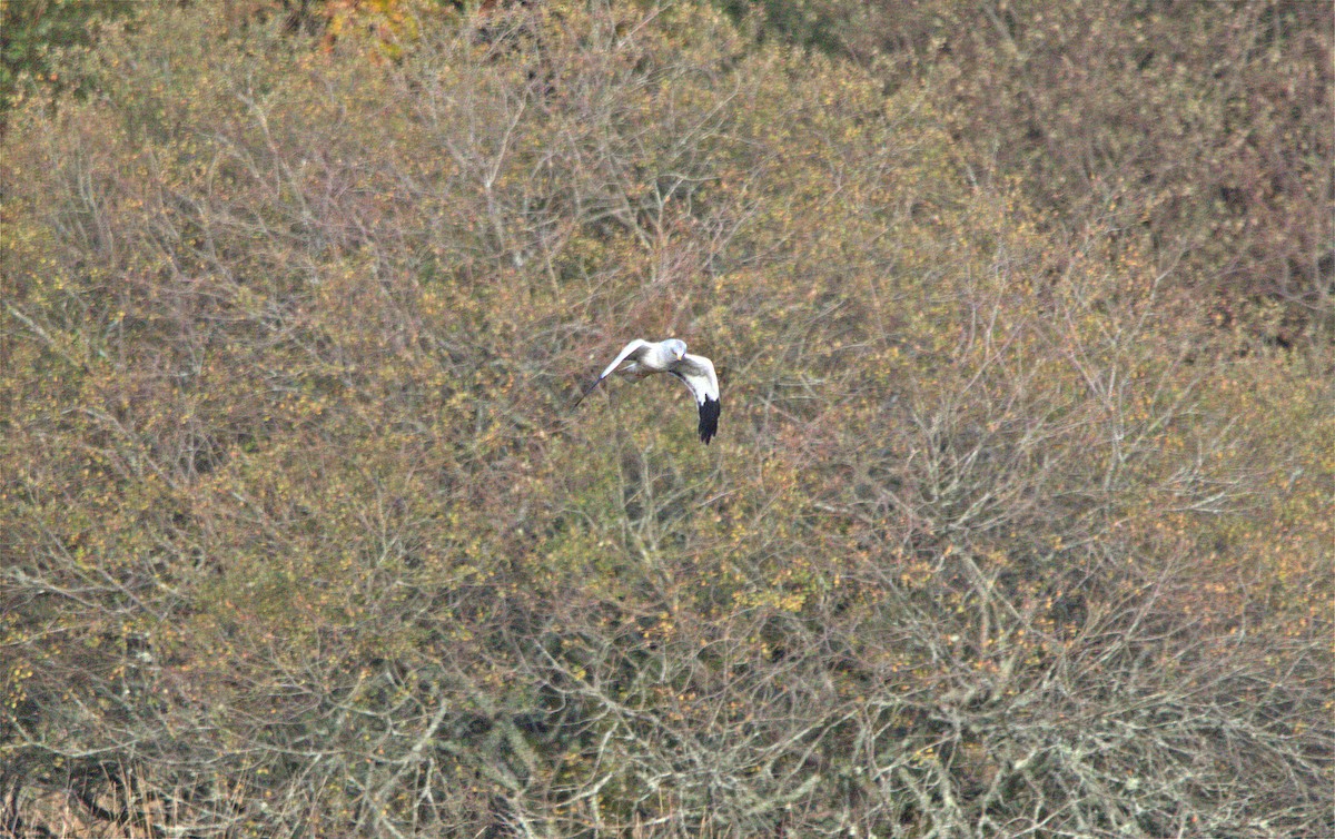 Hen Harrier - ML644361909