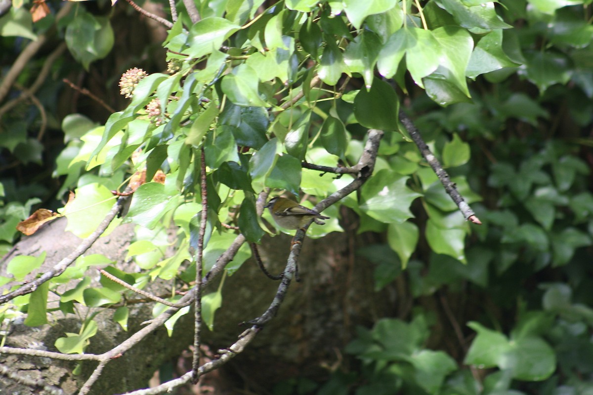 Common Firecrest - ML644361918