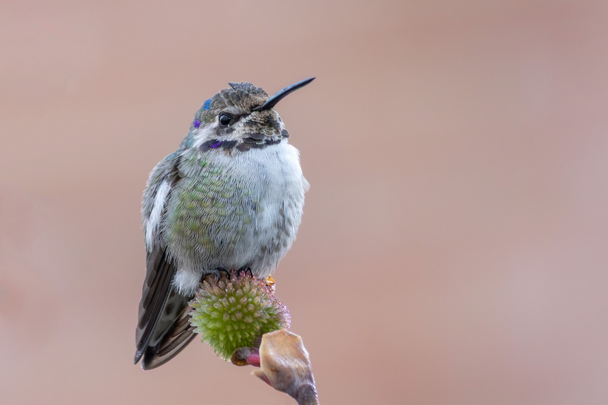 Costa's Hummingbird