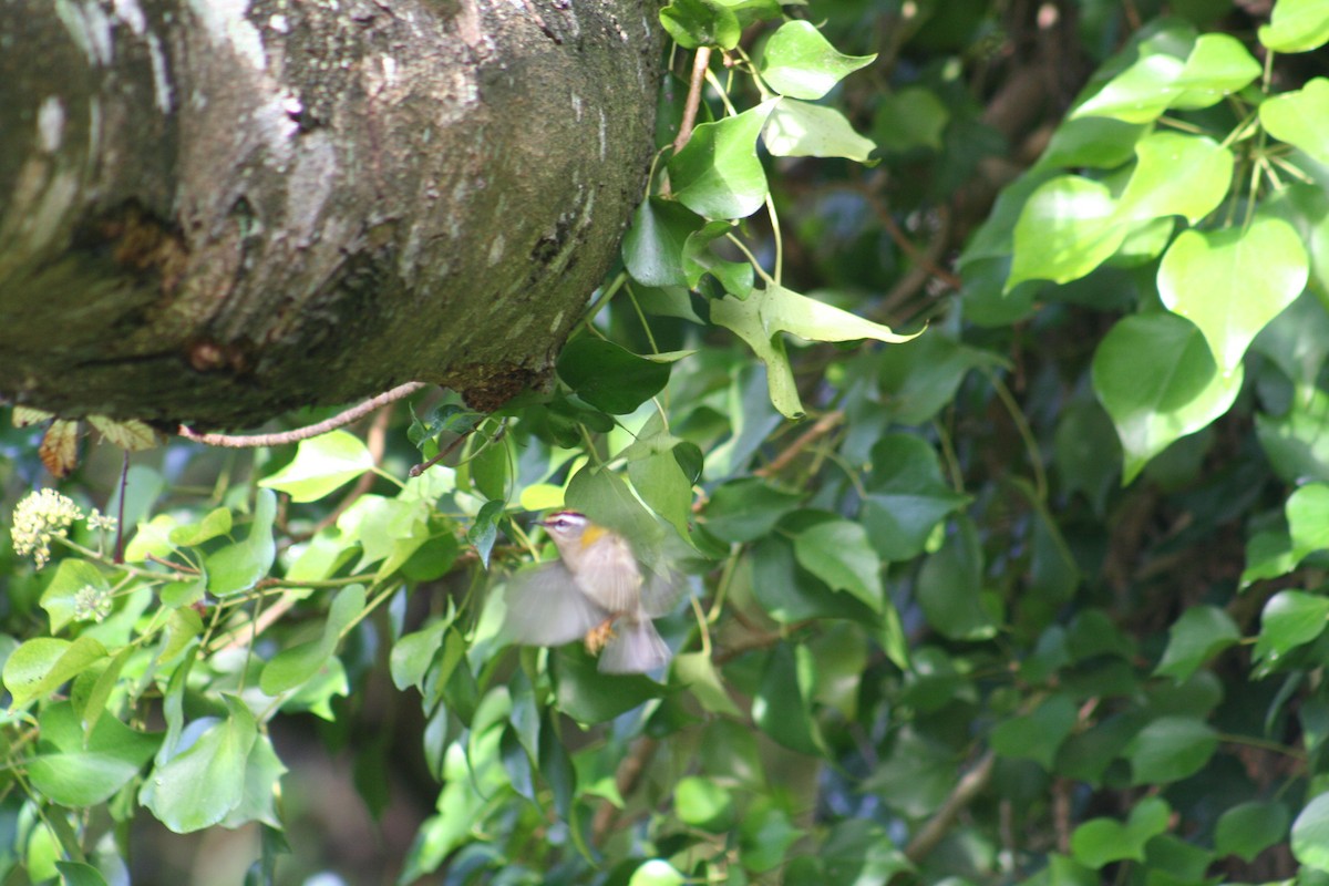 Common Firecrest - ML644361920