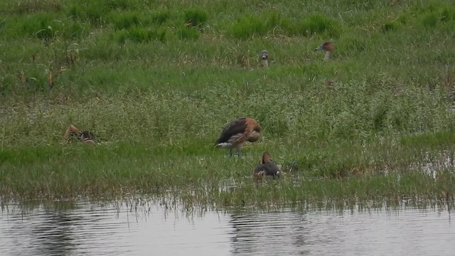 Fulvous Whistling-Duck - ML644361923