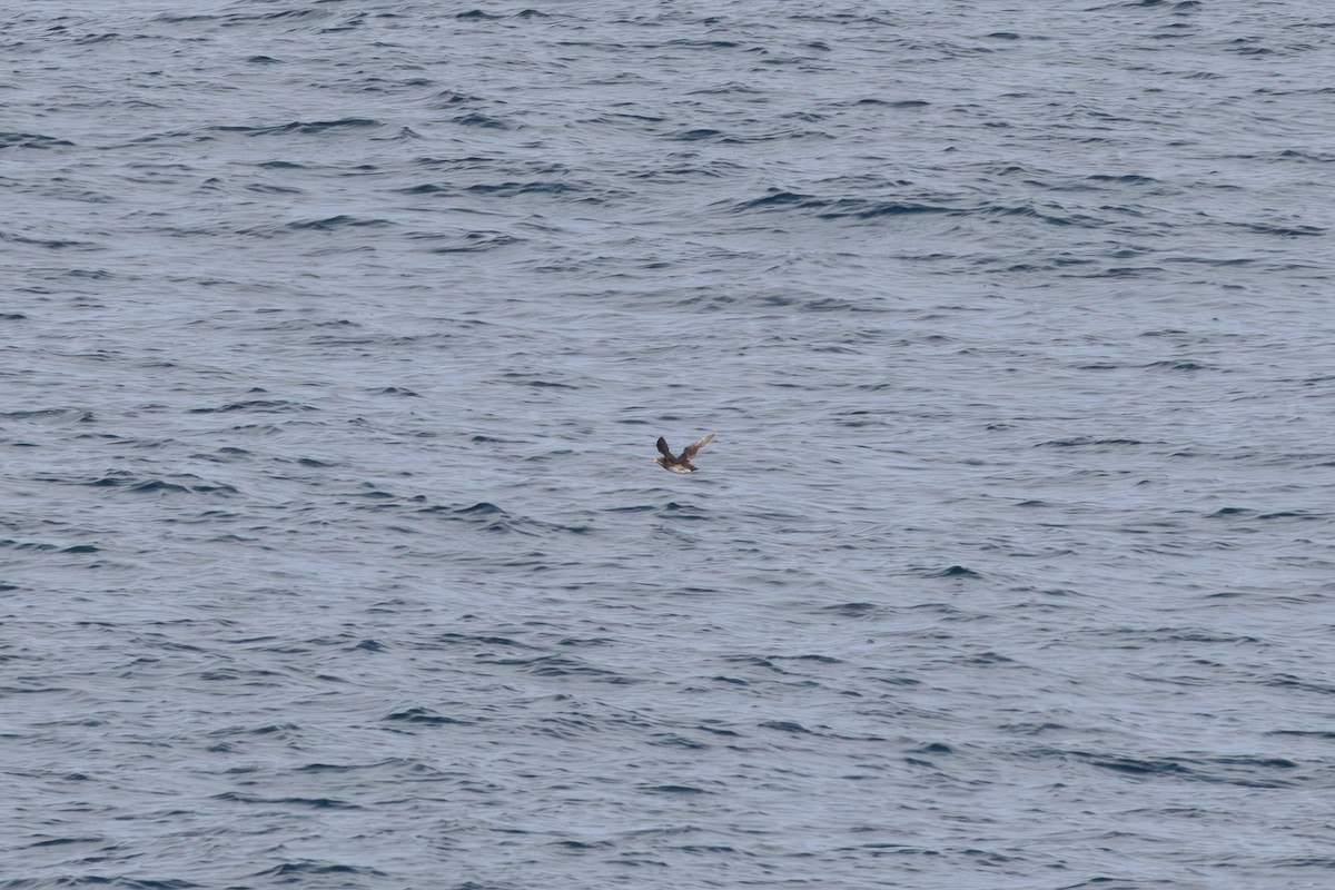 Boynuz Gagalı Alklet - ML644361942