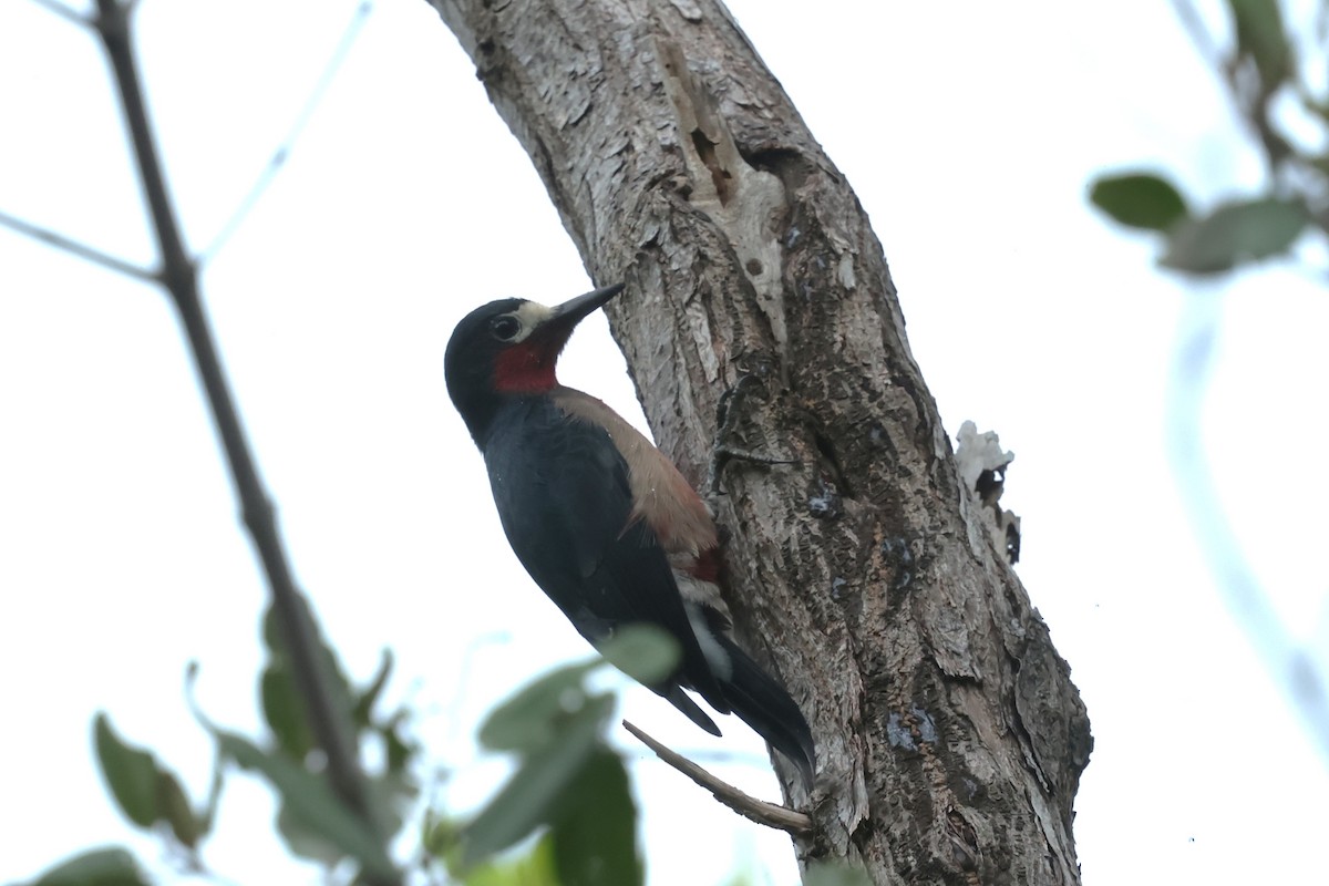 Pic de Porto Rico - ML644361972
