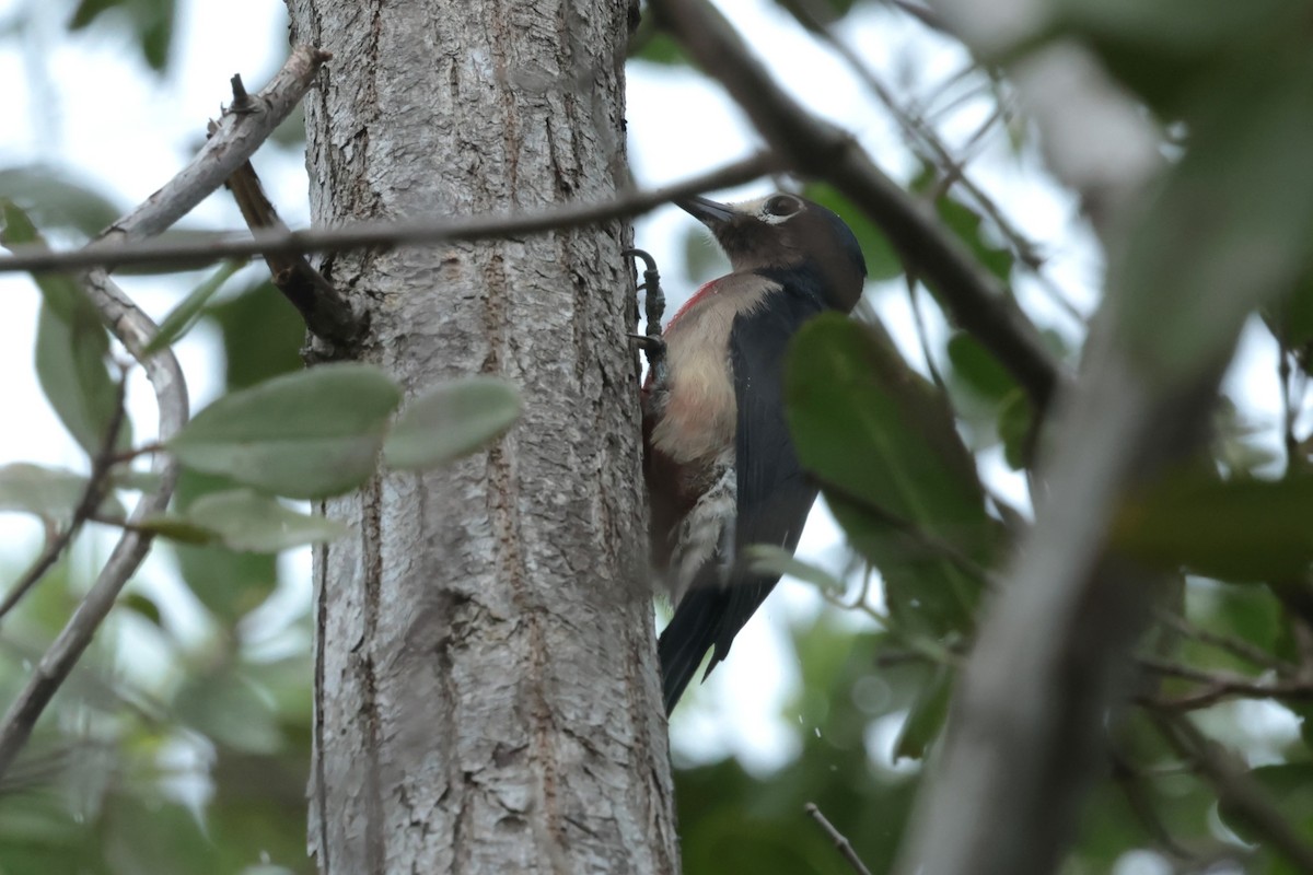 Pic de Porto Rico - ML644361973