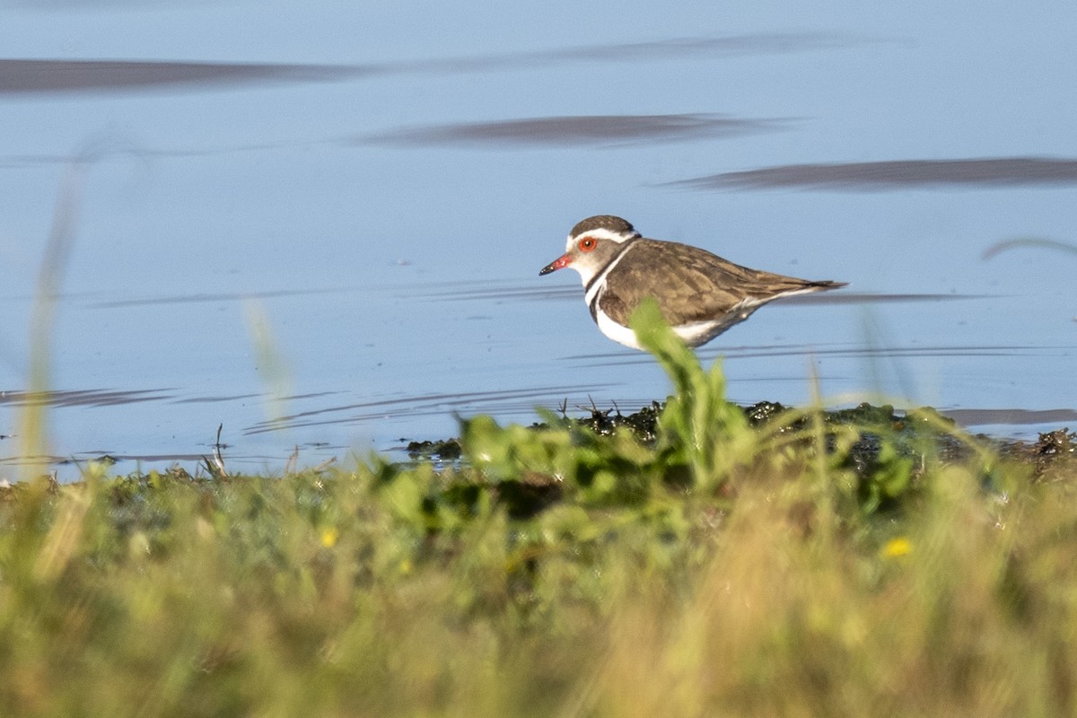 Chorlitejo Tricollar - ML644361979